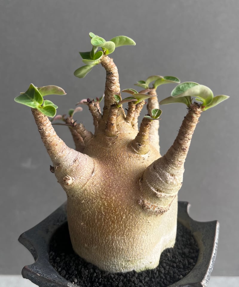 【激レア/ブラックスキン/ドワーフ 】アデニウム スーパーレッド A-9 鉢植え 激レア/ブラックスキン/ドワーフ/超極太 】アデニウム ガラメー