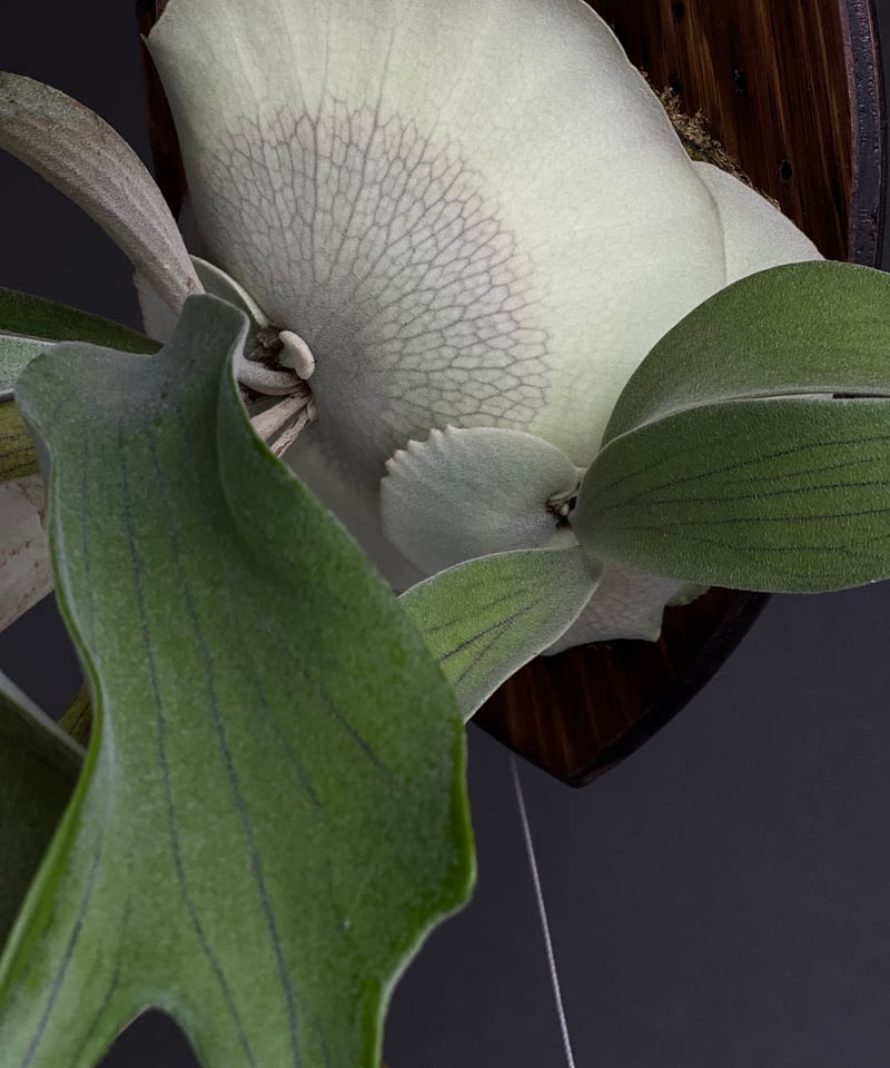 ビカクシダ モンキー シルバー #3（子株） 「Platycerium Monkey Silv