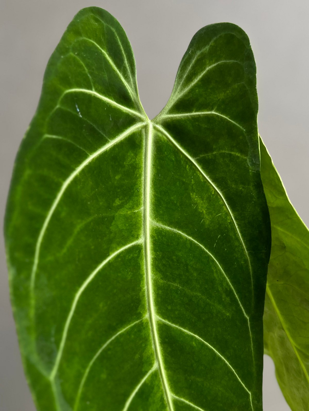 アンスリウム ハイブリッド 斑入 「Anthurium hybrid Variegated