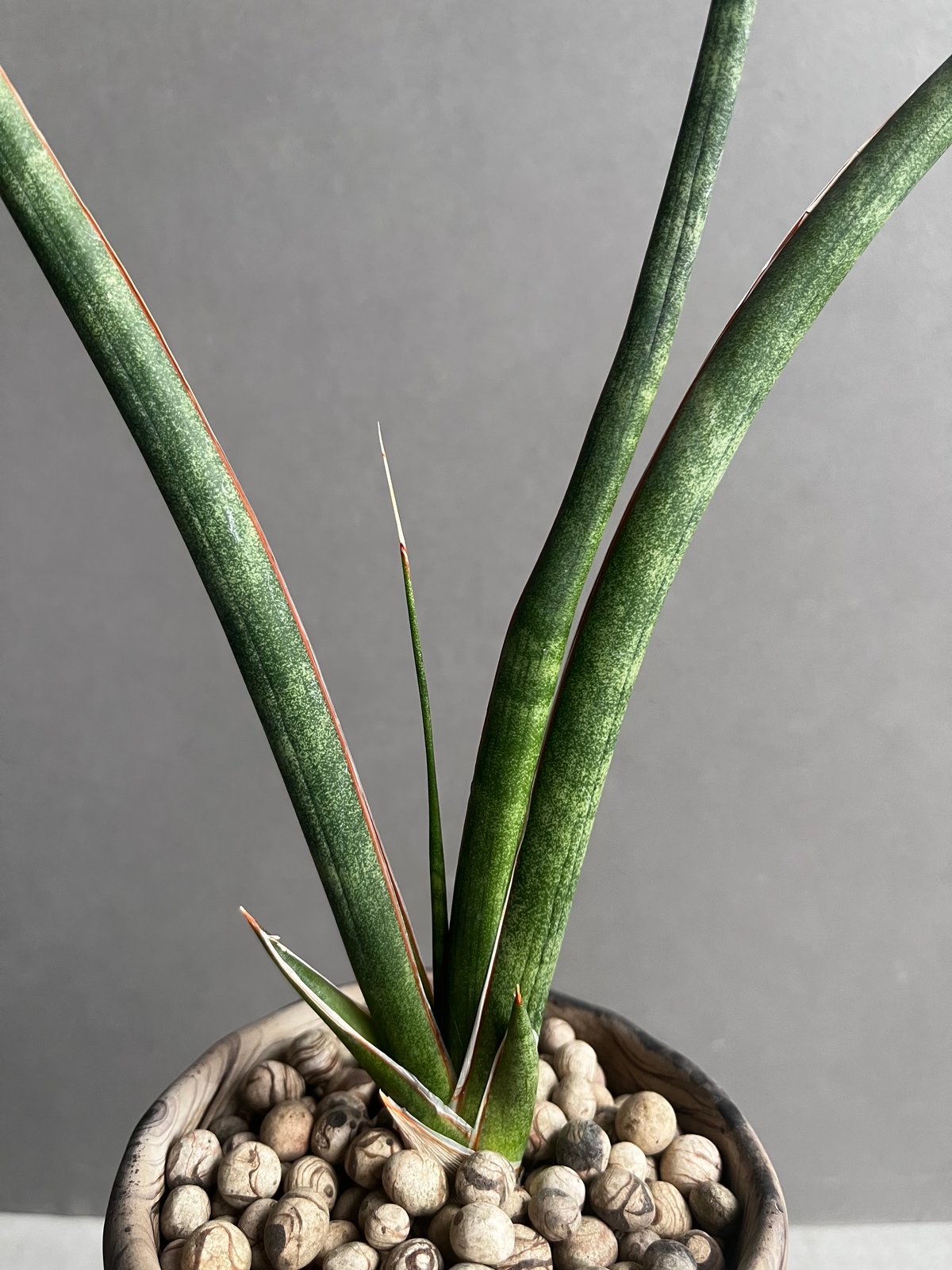 サンセベリア カラバオ + plantsmonsters pot 「Sansevieria C
