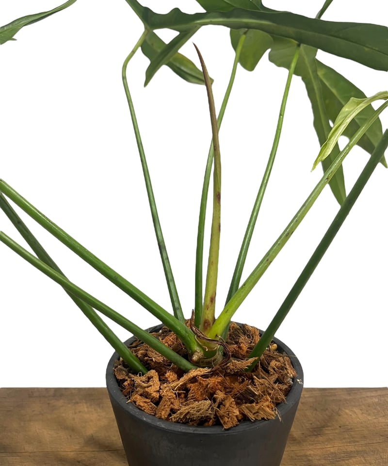 フィロデンドロン ロンギロバトム 'レラノ ミヤノ' 「Philodendron