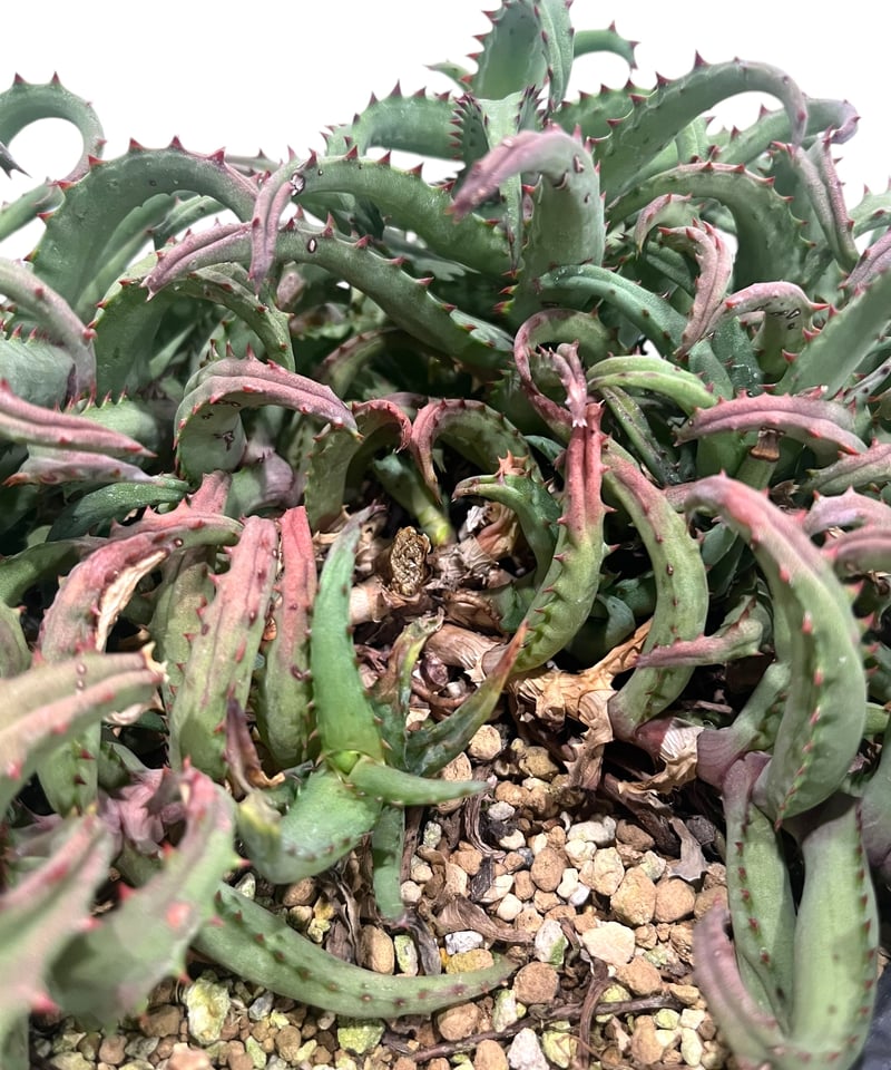 アロエ カスティロニアエ アロエ カスティロニアエ【100】 | PROTOLEAF プロトリーフ