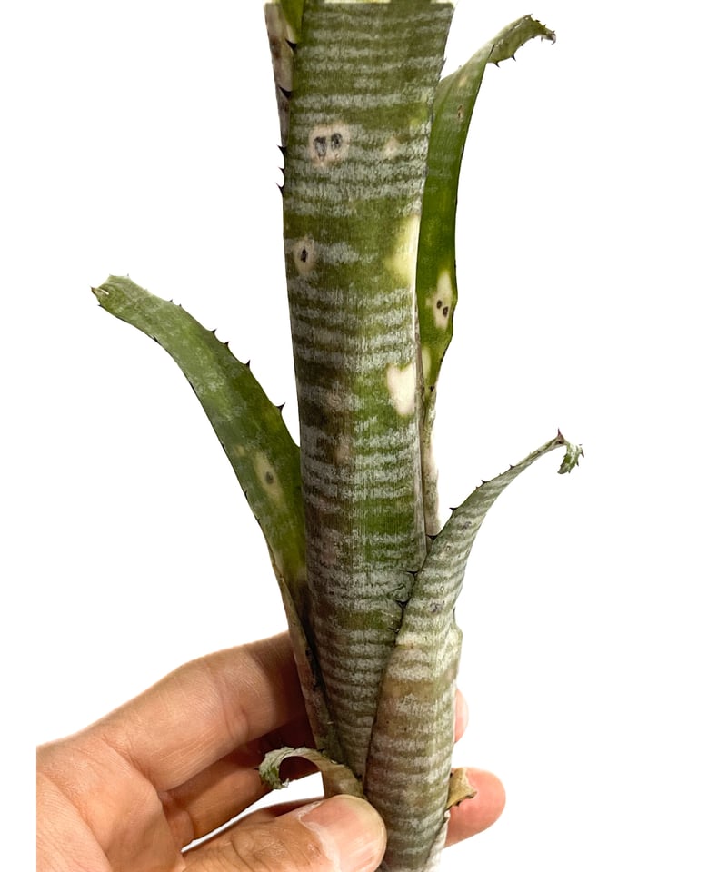 ビルベルギア パイプライン「Billbergia Pipeline」4/5-259 | SHO