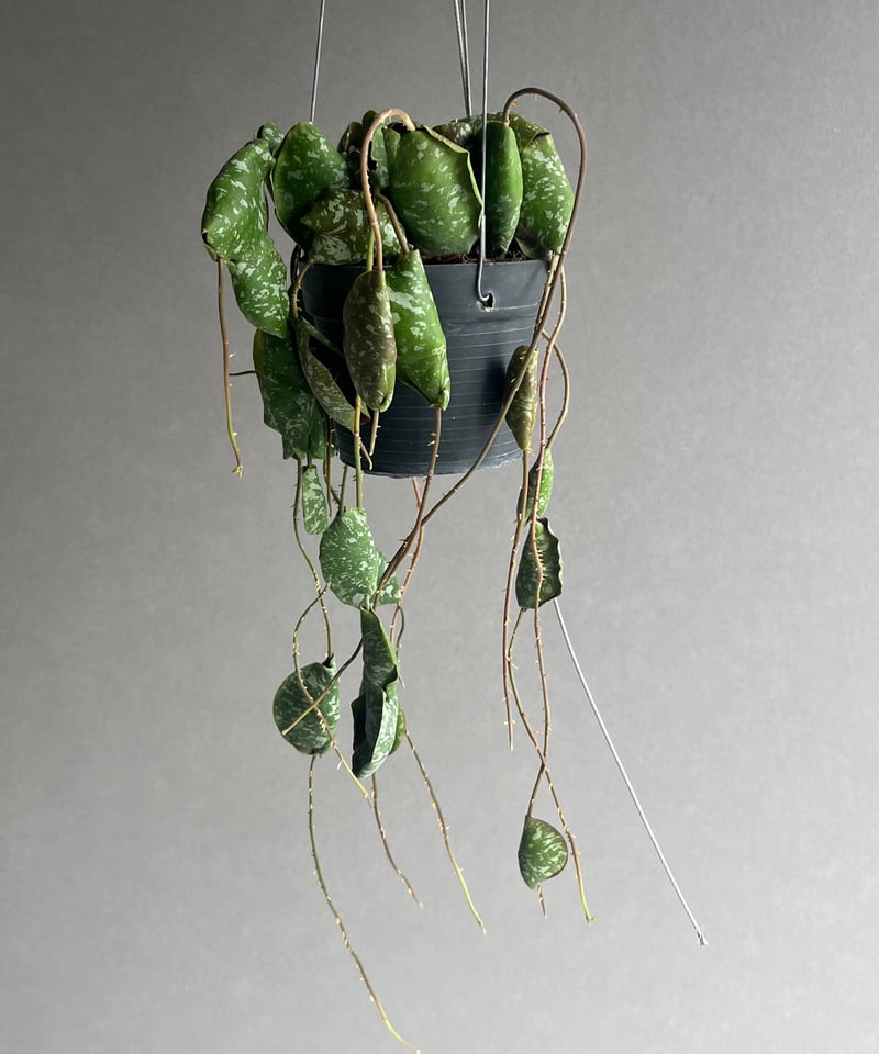 ホヤ インブリカータ 「Hoya imbricata」82R | SHOUCHIKUEN