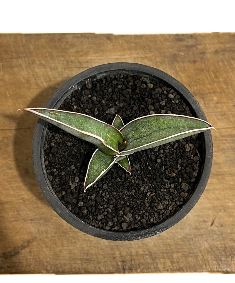 サンセベリア lav.24561「Sansevieria lav. 24561」9/11-13