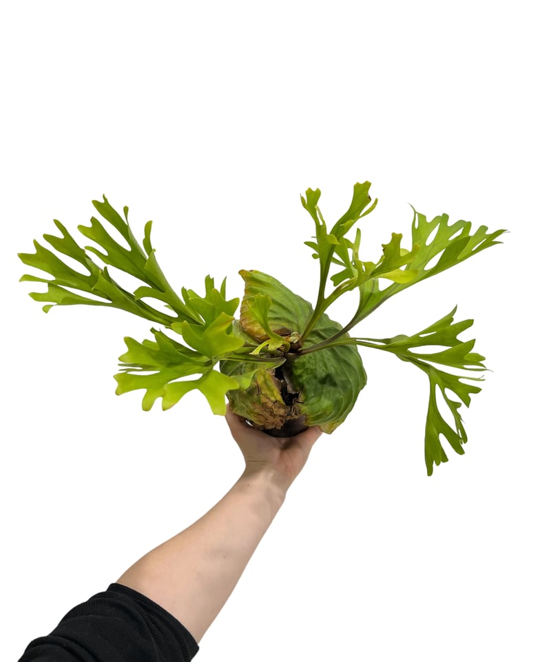 ビカクシダ リドレイ(by ヌクル) 「Platycerium ridleyi (by Nuk