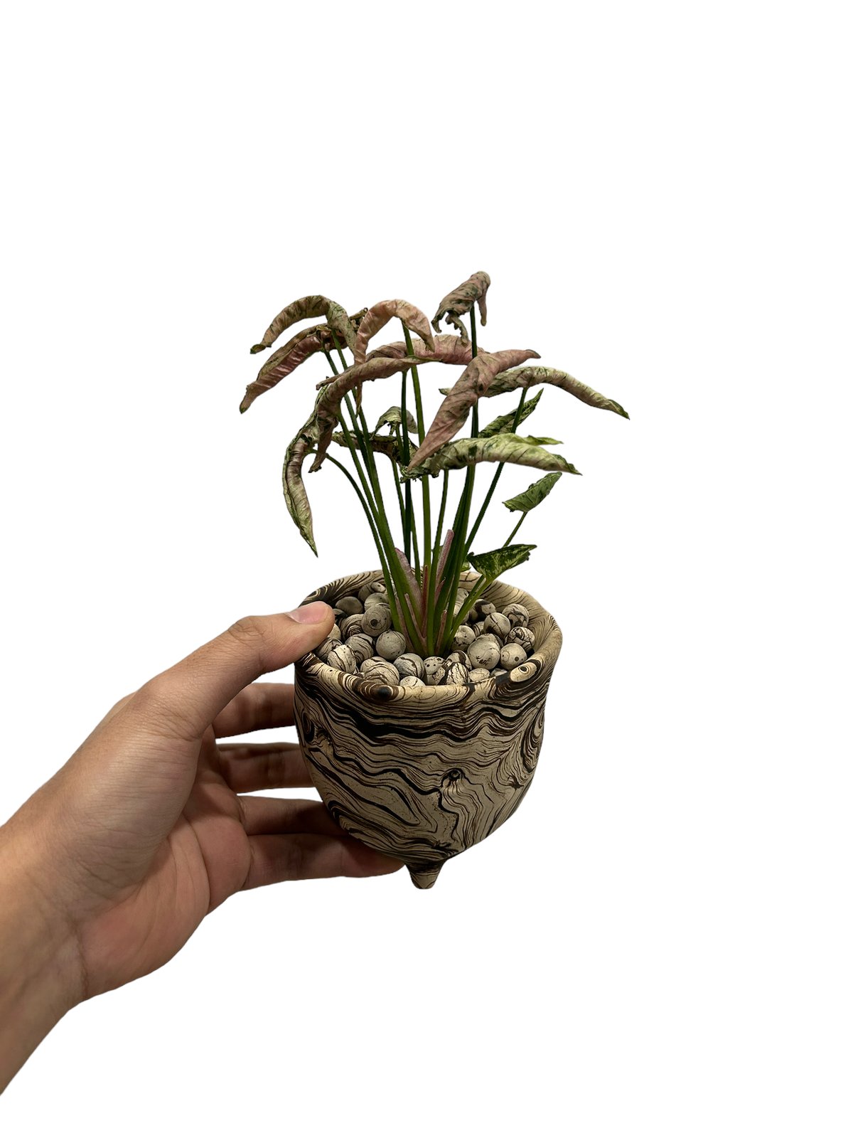 希少❗️シンゴニウム　ピンクローリー✨ 現品販売】シンゴニウム ピンクローリー Syngonium Pink Rolli