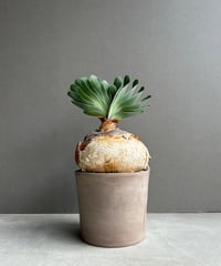 サンセベリア ボンセレンシス スノー ホワイト 「Sansevieria
