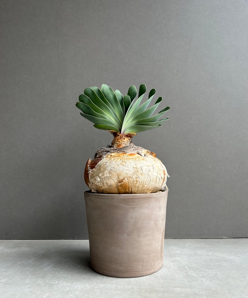 ブーファン ハエマンソイデス 「Boophane haemanthoides」5O | SHO