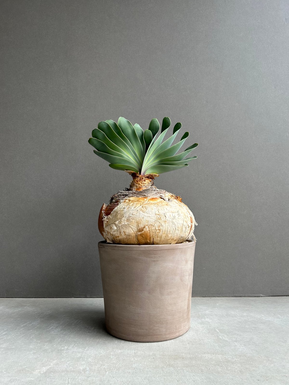 ブーファン ハエマンソイデス 「Boophane haemanthoides」5O | SHO