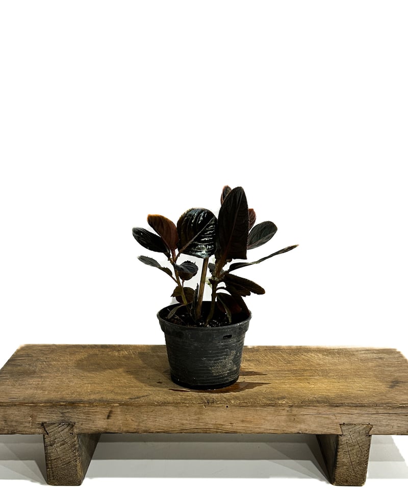 アルディシア sp. (ブラック リーフ)「Ardisia sp (Black Leaf)」6