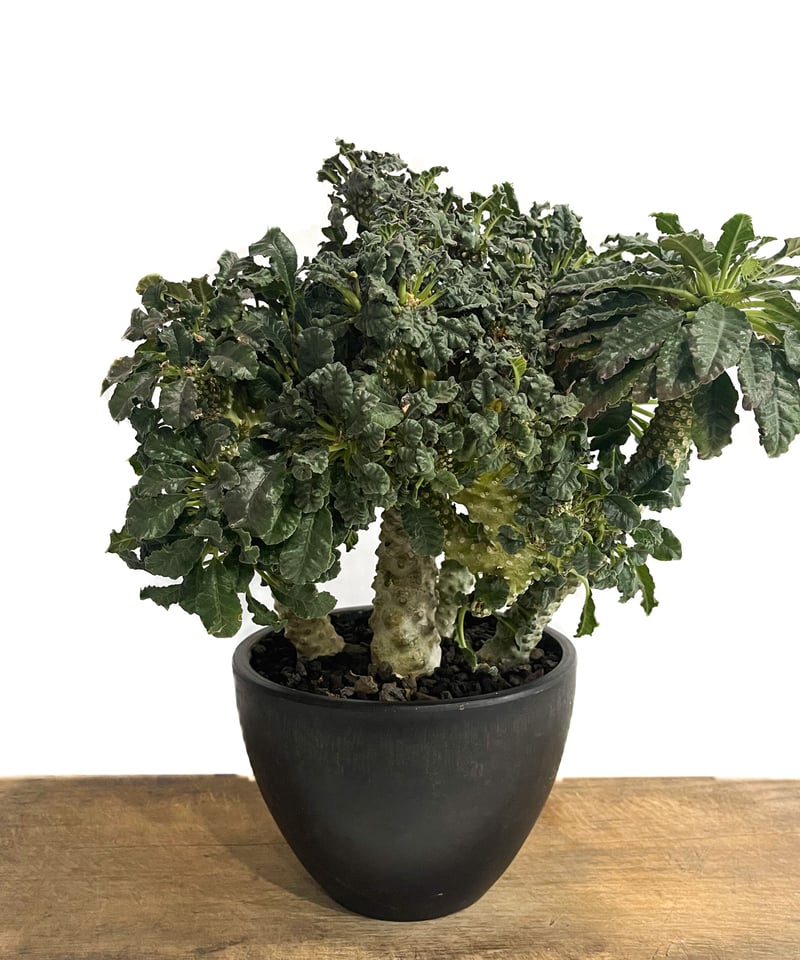 ドルステニア ラブラニー x フォエチダ 綴化「Dorstenia lavrani x foe