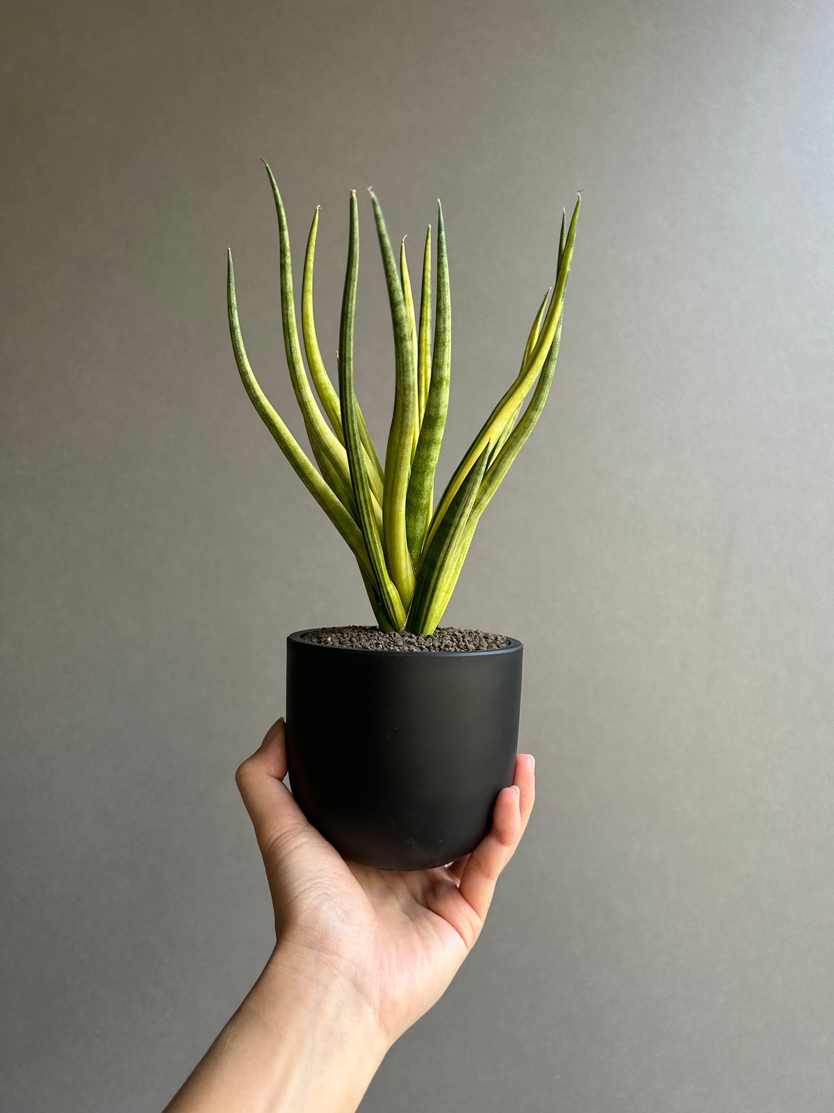 サンセベリア ブンルートーチ 斑入「Sansevieria Bunlue Torch Vari