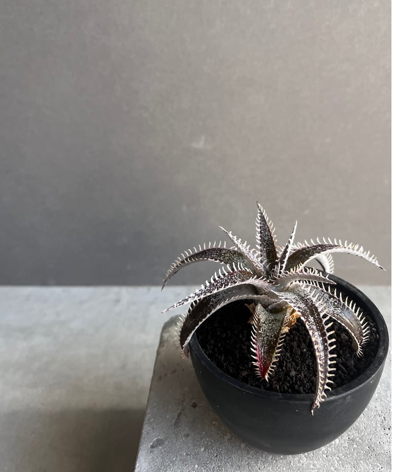 Dyckia Saratoga ディッキア ディッキア：Dyckia ('Toothy' x 'Richard Kaz') x 'Silver Star