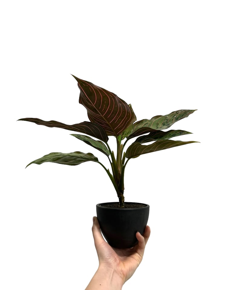 アグラオネマ レッドアーミー「Aglaonema Red Army」91C-3 | SHOUC