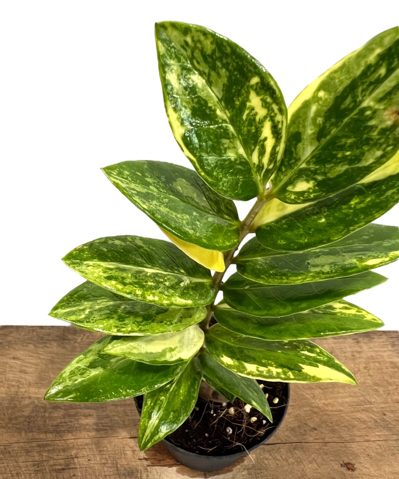 現品　ザミオクルカス　斑入り　希少　レア　観葉植物　インテリアグリーン　黄斑 暮らしに色を添える LUBOA 斑入りザミオクルカス いつもの部屋に