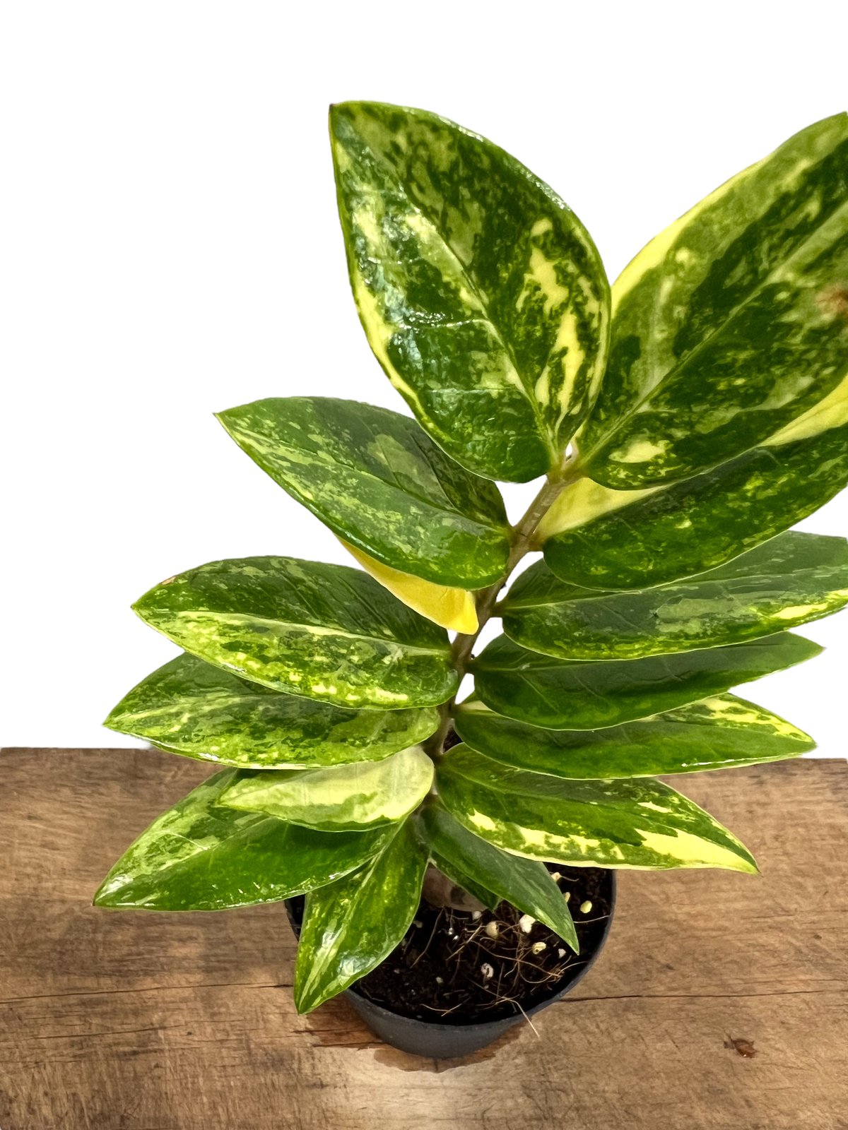 ザミオクルカス 斑入 「Zamioculcas Zamiifolia Variegated」3
