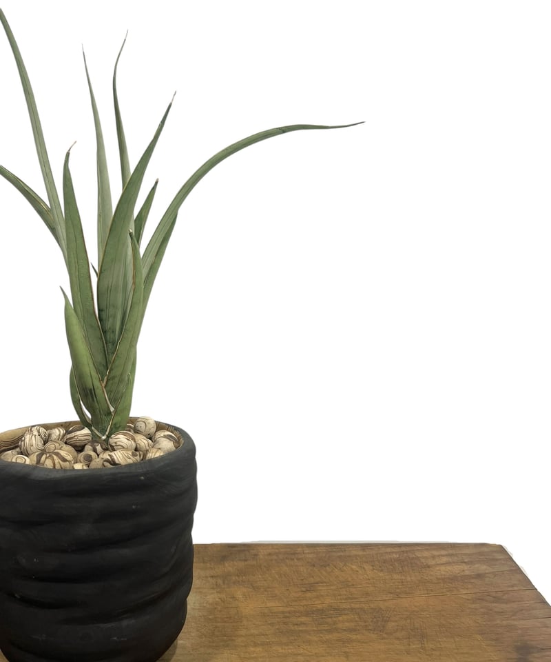 サンセベリア ヘルファイア + pmp 「Sansevieria Hellfire 」1S |