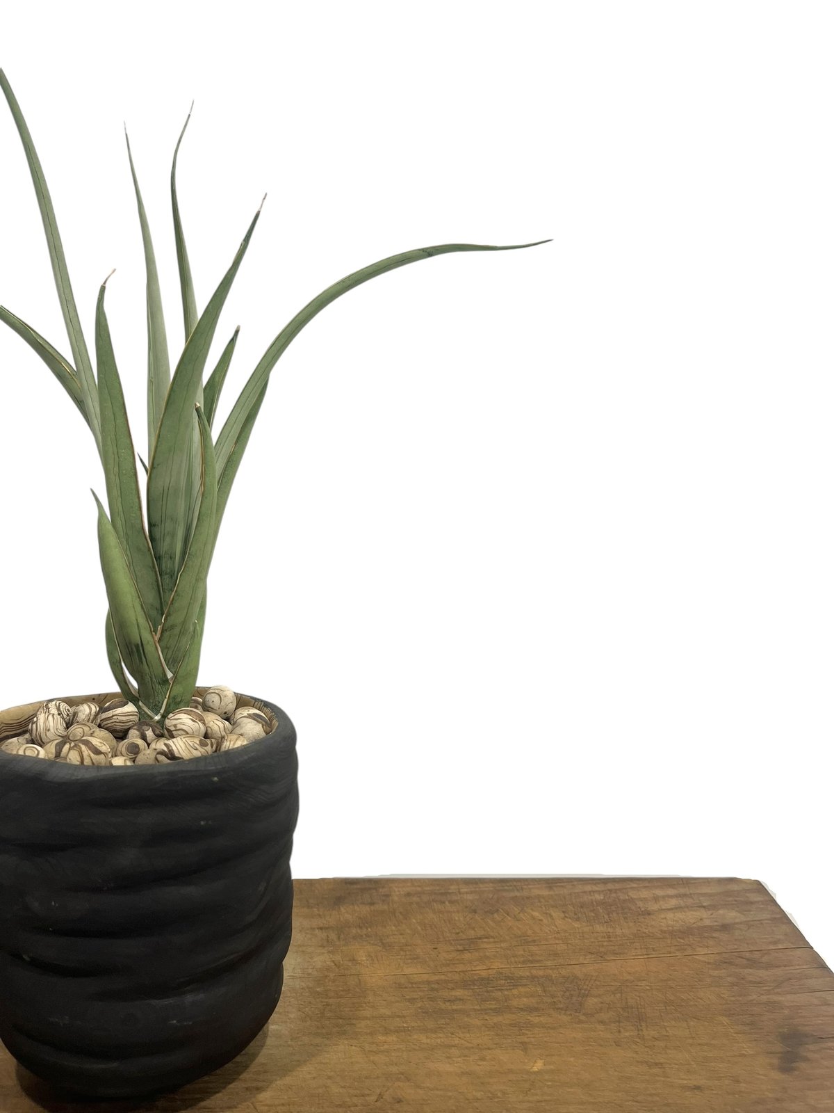 サンセベリア ヘルファイア + pmp 「Sansevieria Hellfire 」1S |