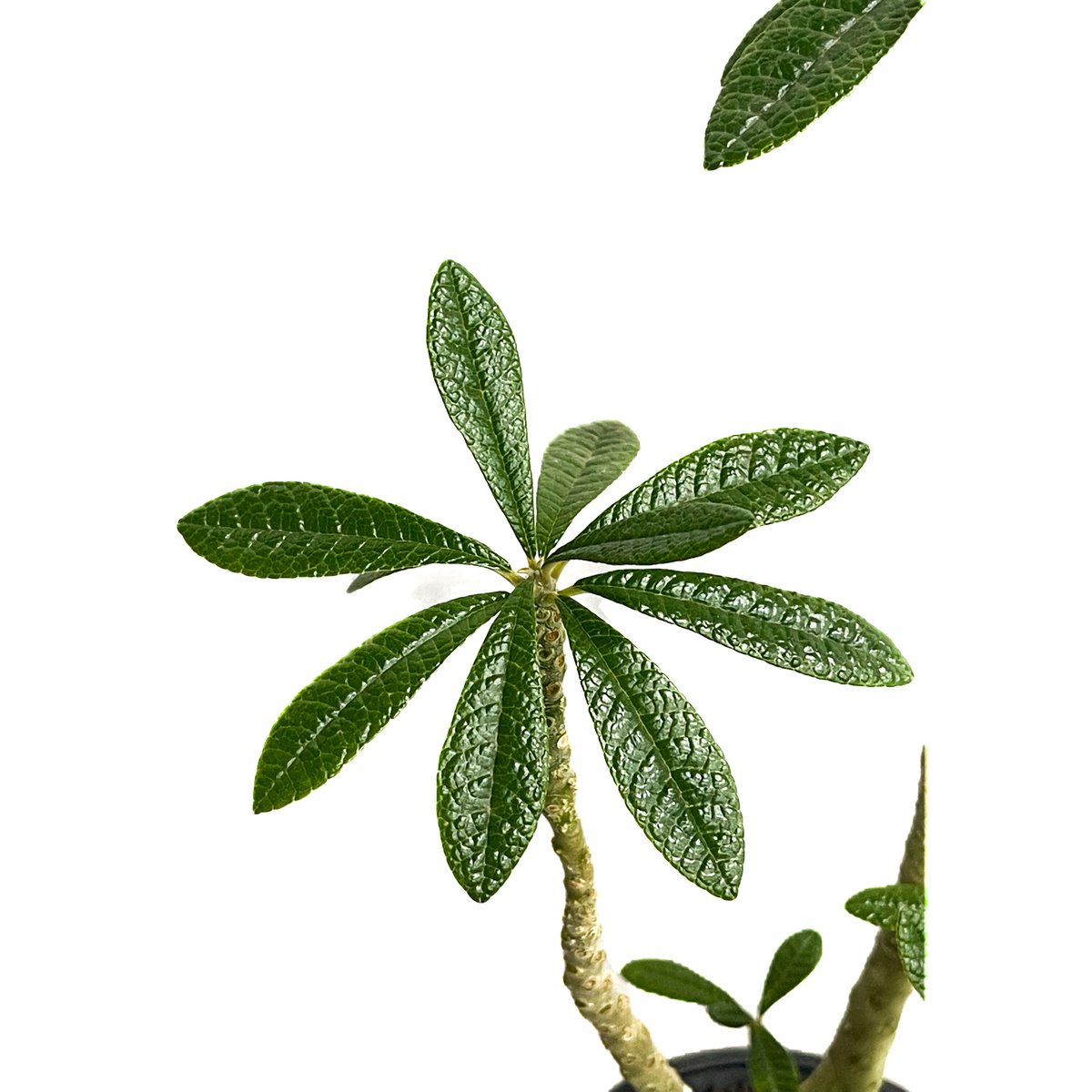 ドルステニア ギガス 「Dorstenia gigas」4/26-368 | SHOUCHIKUEN ドルステニア ギガス 「Dorstenia gigas」4/26-368 | SHOUCHIKUEN