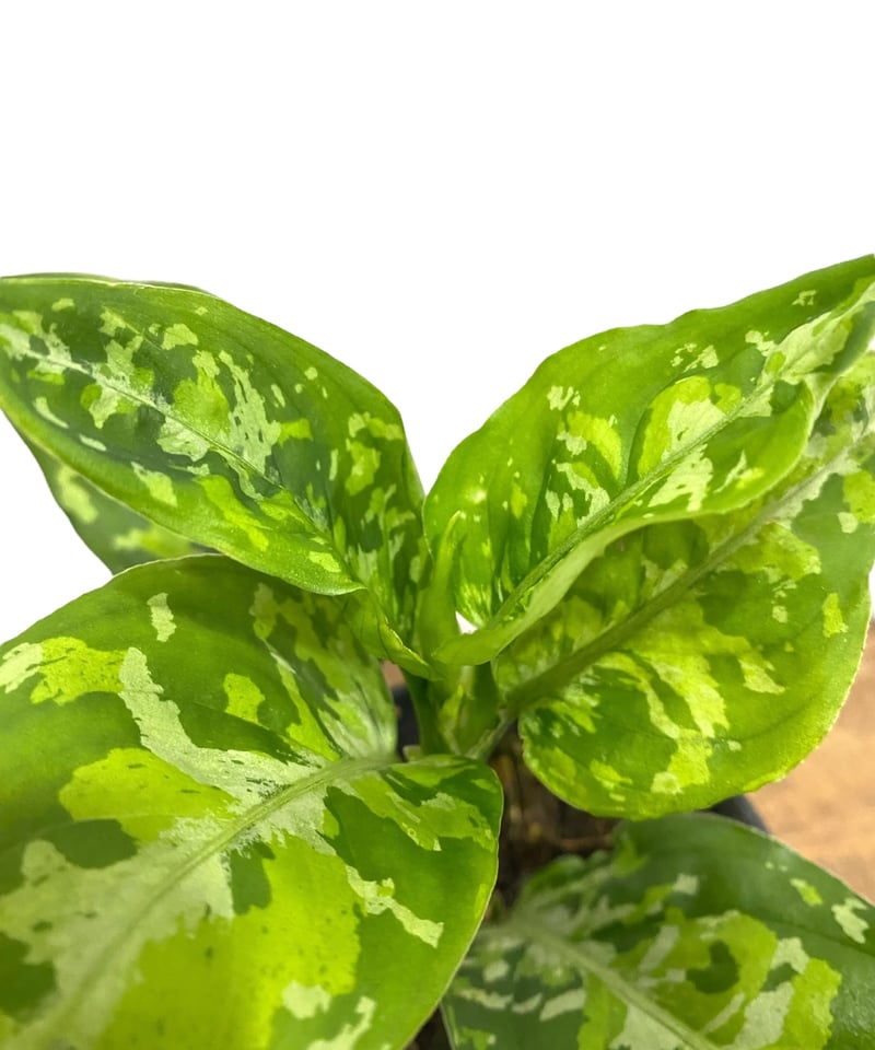 アグラオネマ ピクタム トリカラー「Aglaonema pictum tricolor」10P