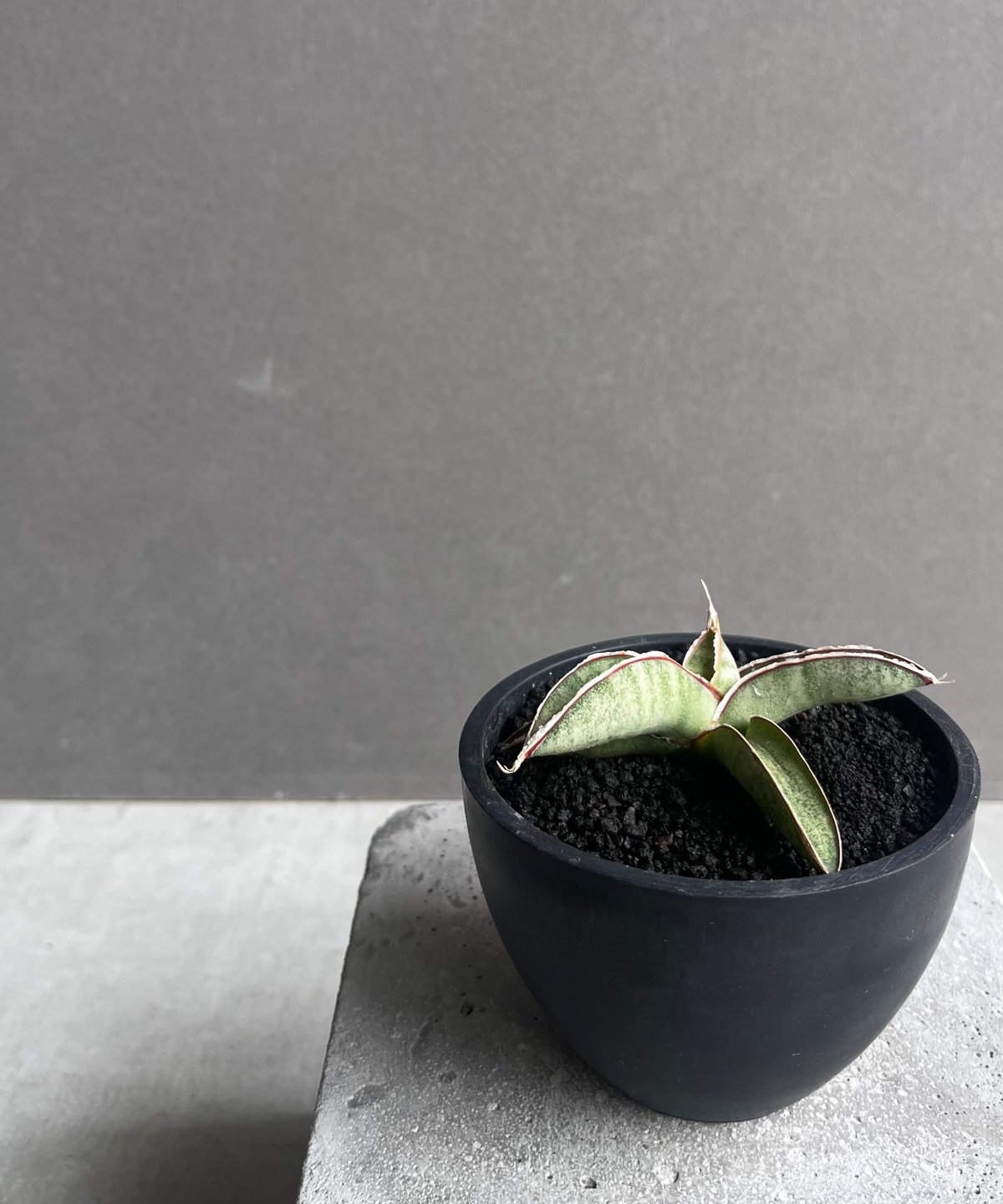 サンセベリア エイレンシス 「Sansevieria eilensis Lav.10178」3