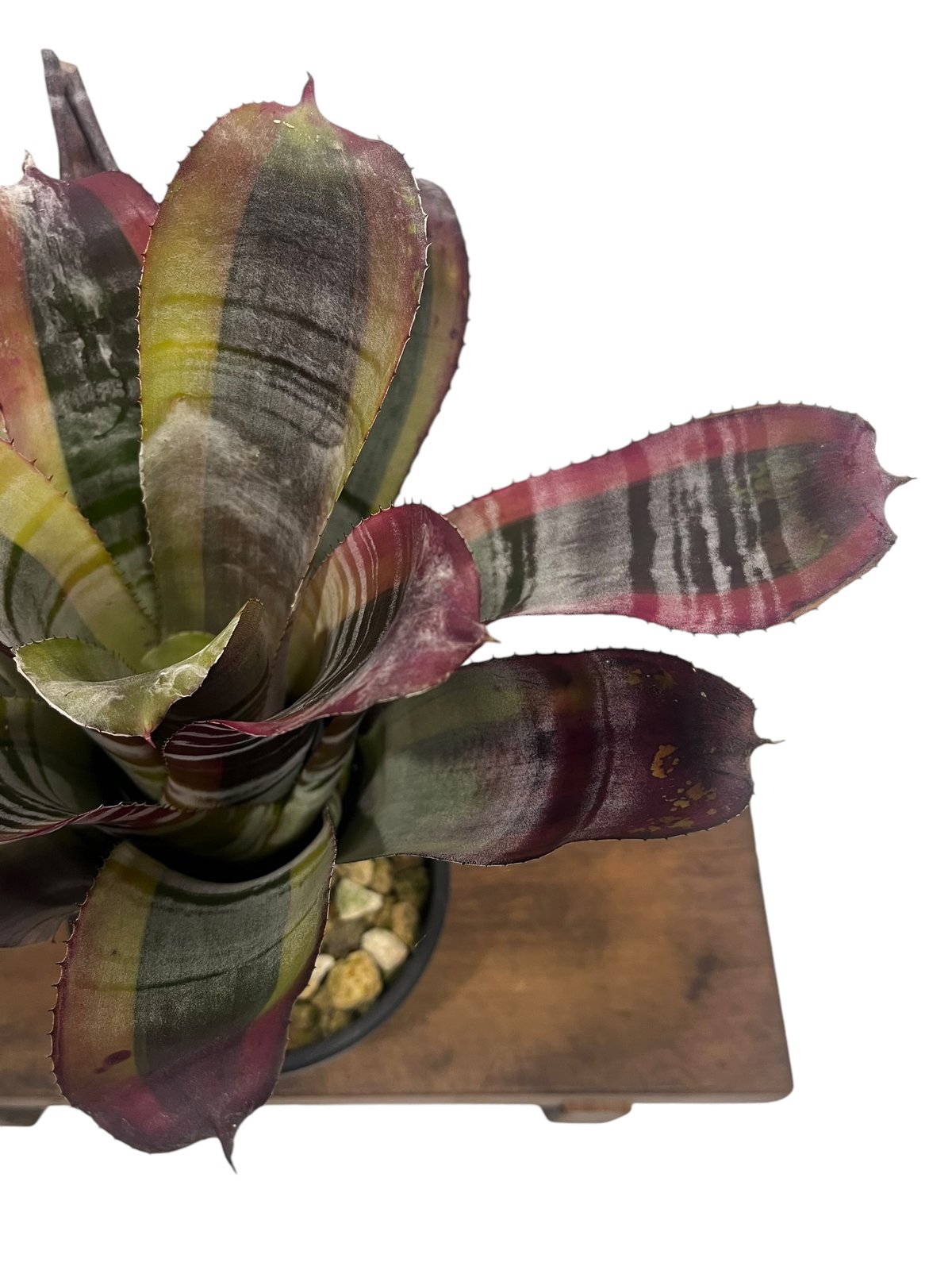 エクメア オットー 「Aechmea Otto」65U | SHOUCHIKUEN