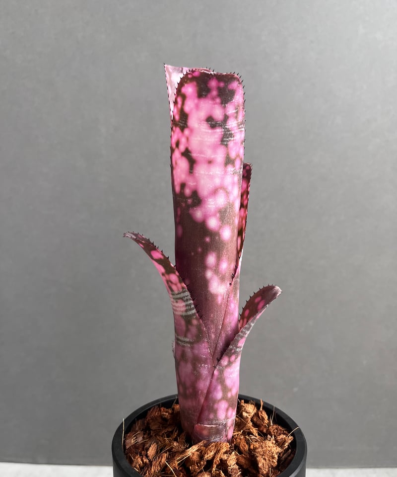 Billbergia Incendiary Delight① 抜き苗 ビルベルギア インセンディアリー デライト「Billbergia