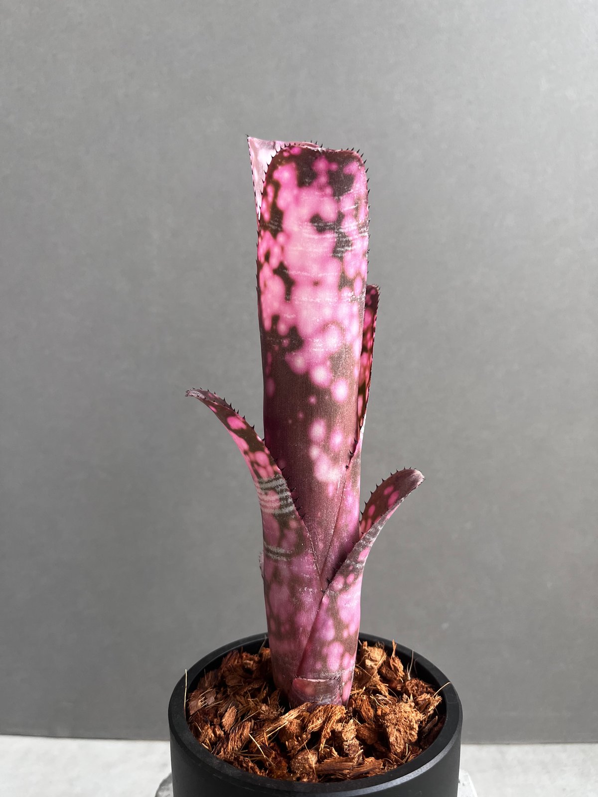 ビルベルギア インセンディアリー デライト 「Billbergia