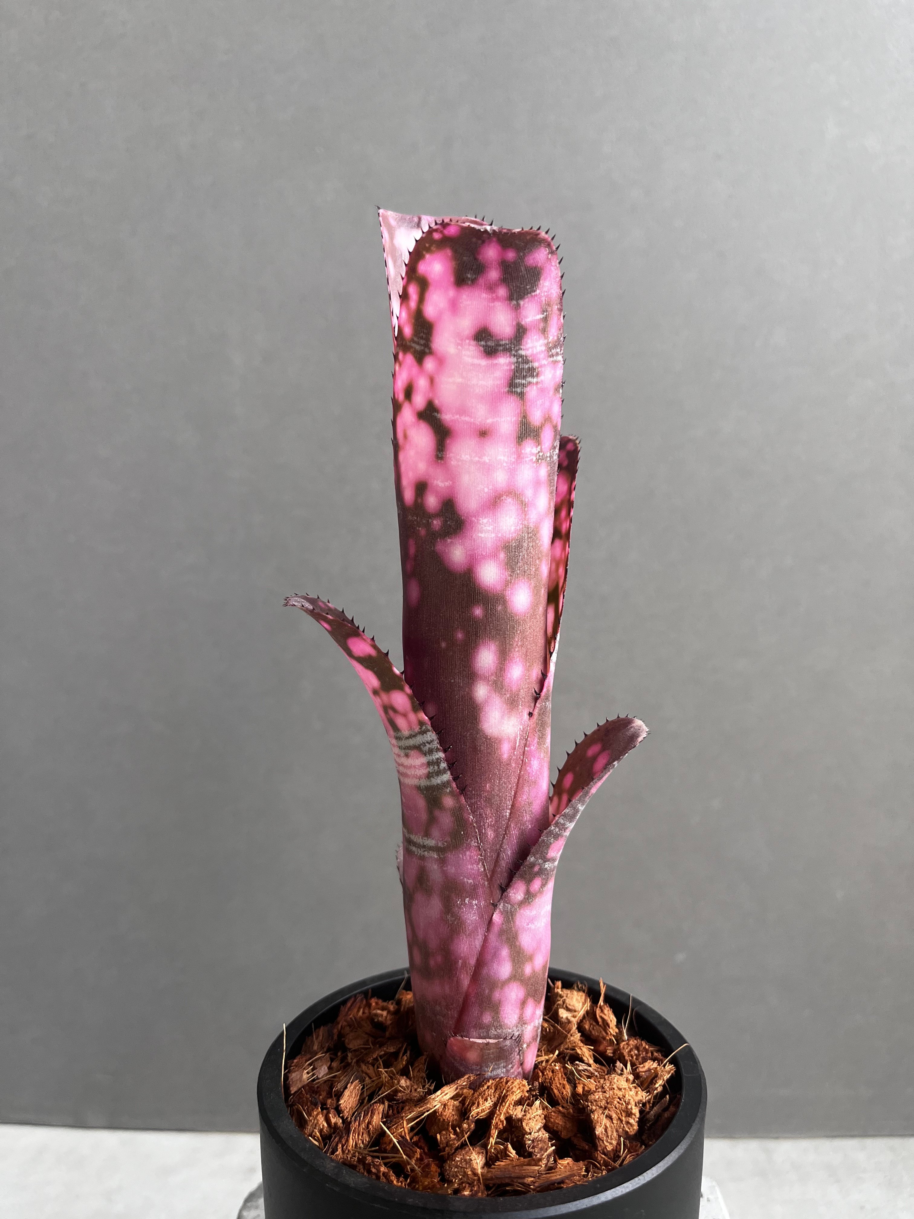 ビルベルギア インセンディアリー デライト 「Billbergia Incendiary De