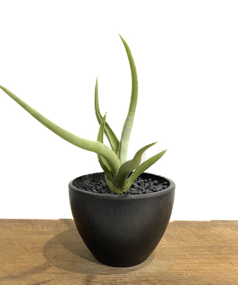 サンセベリア ダンシング ヒーロー「Sansevieria Dancing Hero (by
