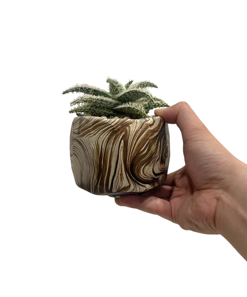 アロエ ハイブリッド “選抜個体” + plantsmonsters pot 「Aloe Hy アロエ ハイブリッド “選抜個体” + plantsmonsters pot 「Aloe Hy
