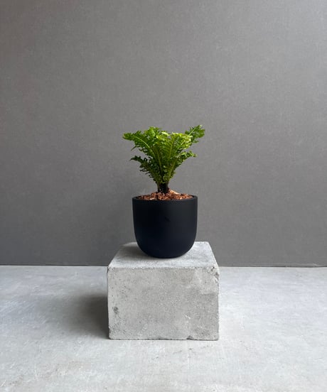 シマグミ　/321 楽天市場】Jimmy Choo ジミーチュウ スニーカー PALMA MAXI/F