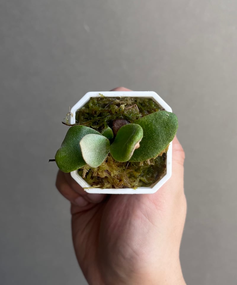 P. willinckii Unicorn , P. willinckii Watchar