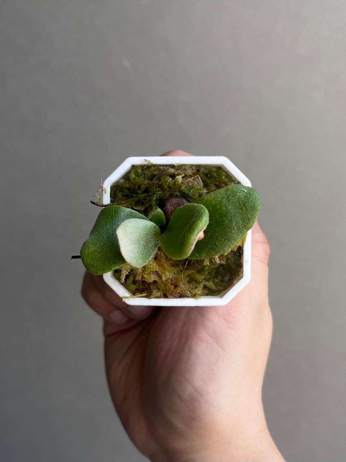 P.Unicorn×P. willinckii Watchara spore 34]P.Unicorn,P.willinckii Watchara 12th oasis sporeling/十二田植栽