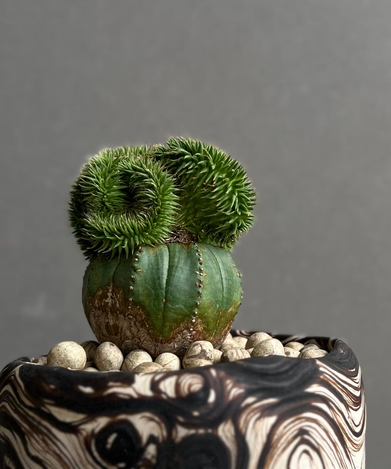 ユーフォルビア スザンナエ + plantsmonsters pot 「Euphorbia s