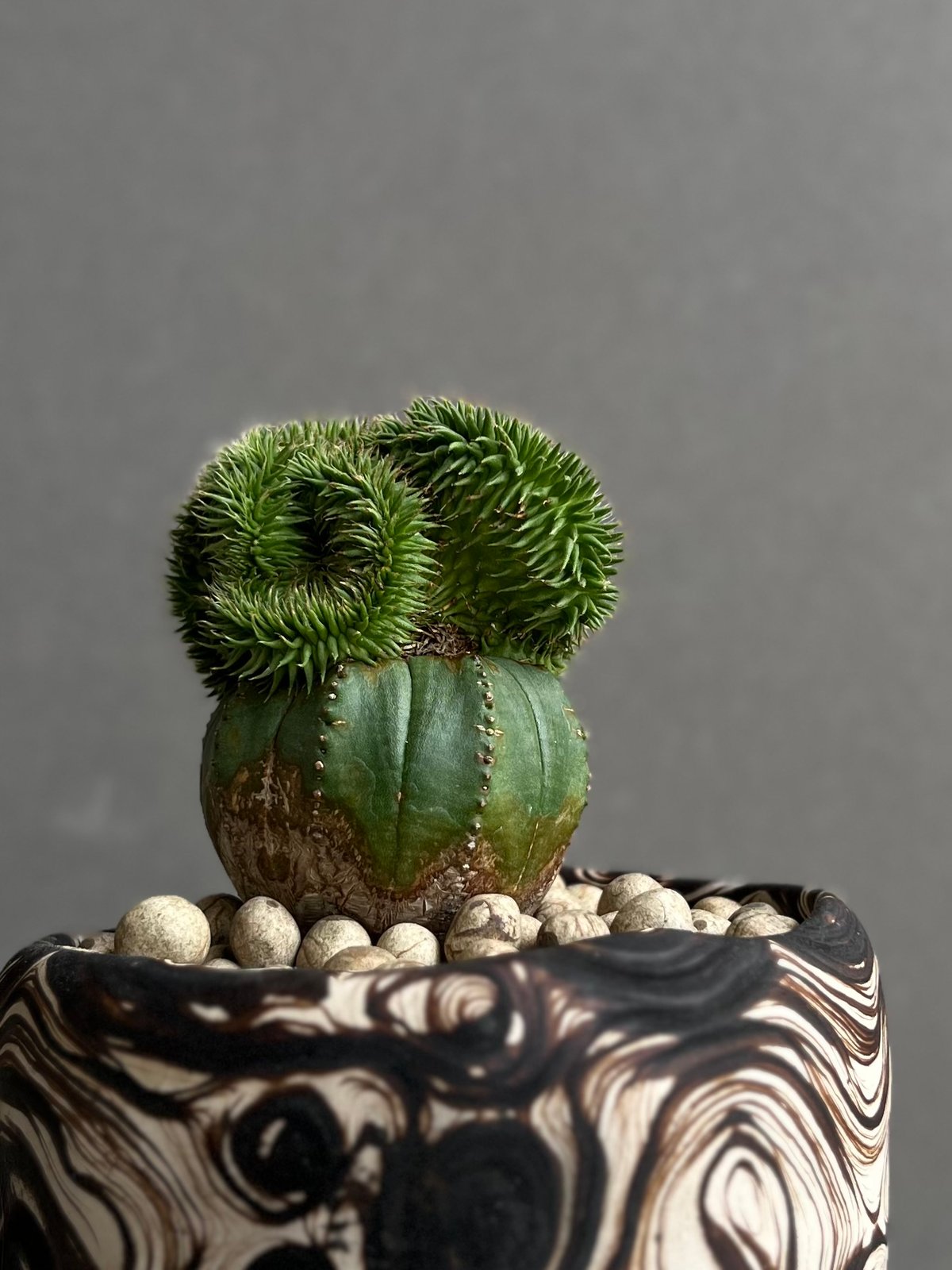 ユーフォルビア スザンナエ + plantsmonsters pot 「Euphorbia s