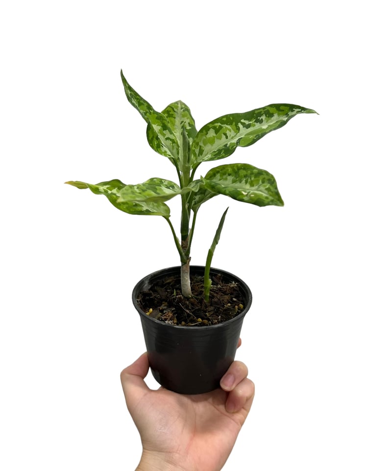 アグラオネマ ピクタム トリカラー「Aglaonema pictum tricolor