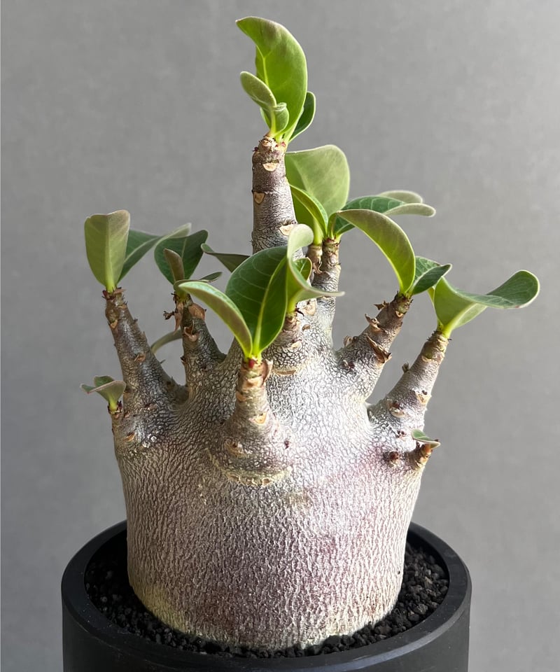 アデニウム アラビカム スーパー ドワーフ “ブラック” 「Adenium