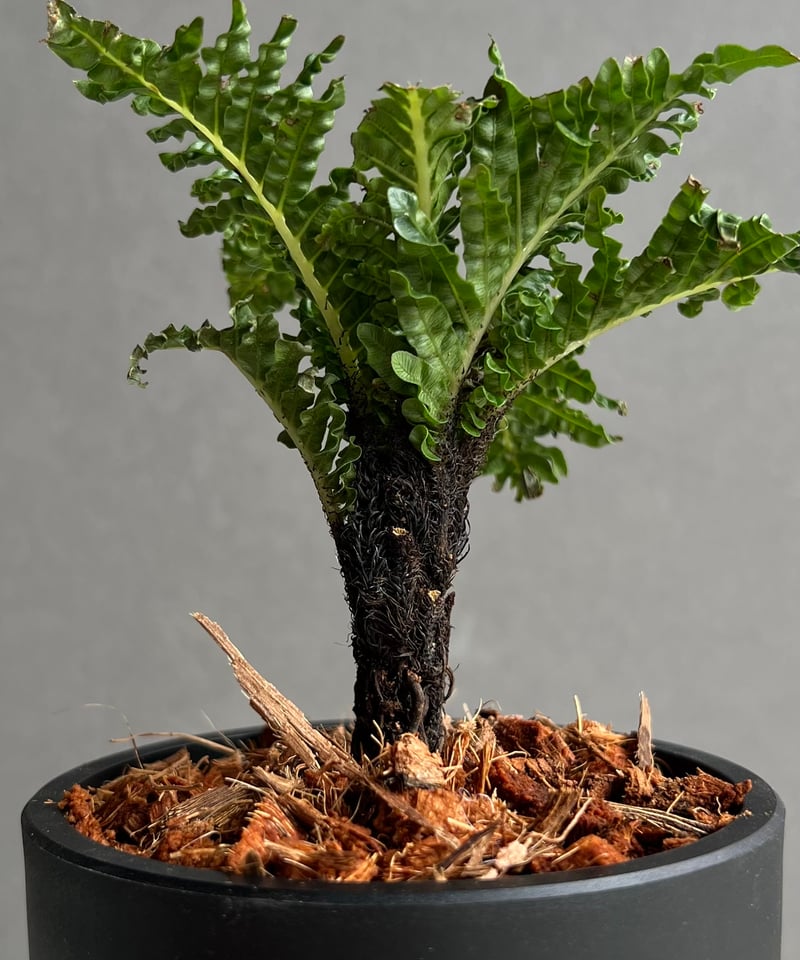 ブレクナム ギッバム ドワーフ 「Blechnum gibbum Dwarf 」94B | S