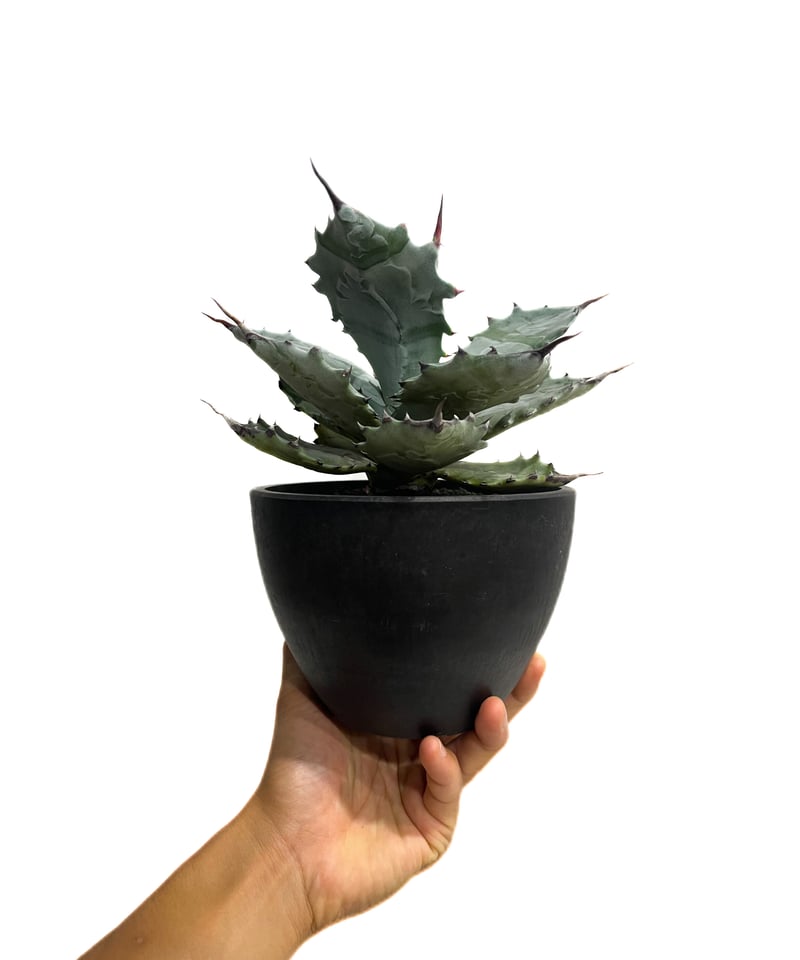 アガベ コロラータ「Agave colorata」19E-3 | SHOUCHIKUEN