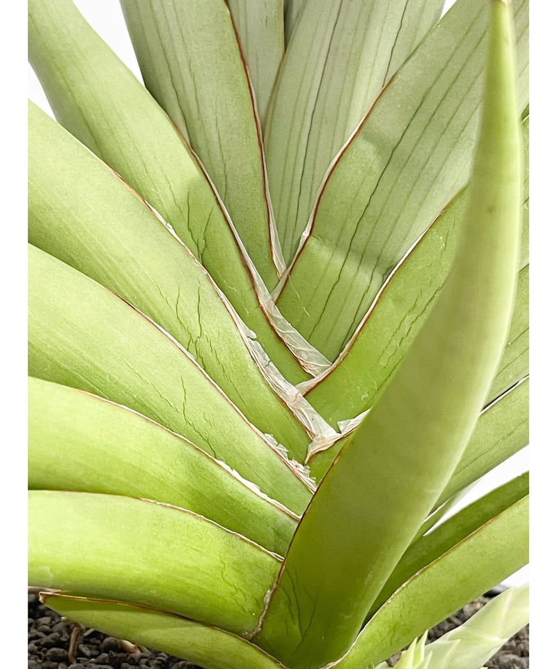 サンセベリア チャニン「Sansevieria Chanin(by Unyamanee Gar サンセベリア チャニン「Sansevieria Chanin(by Unyamanee Gar