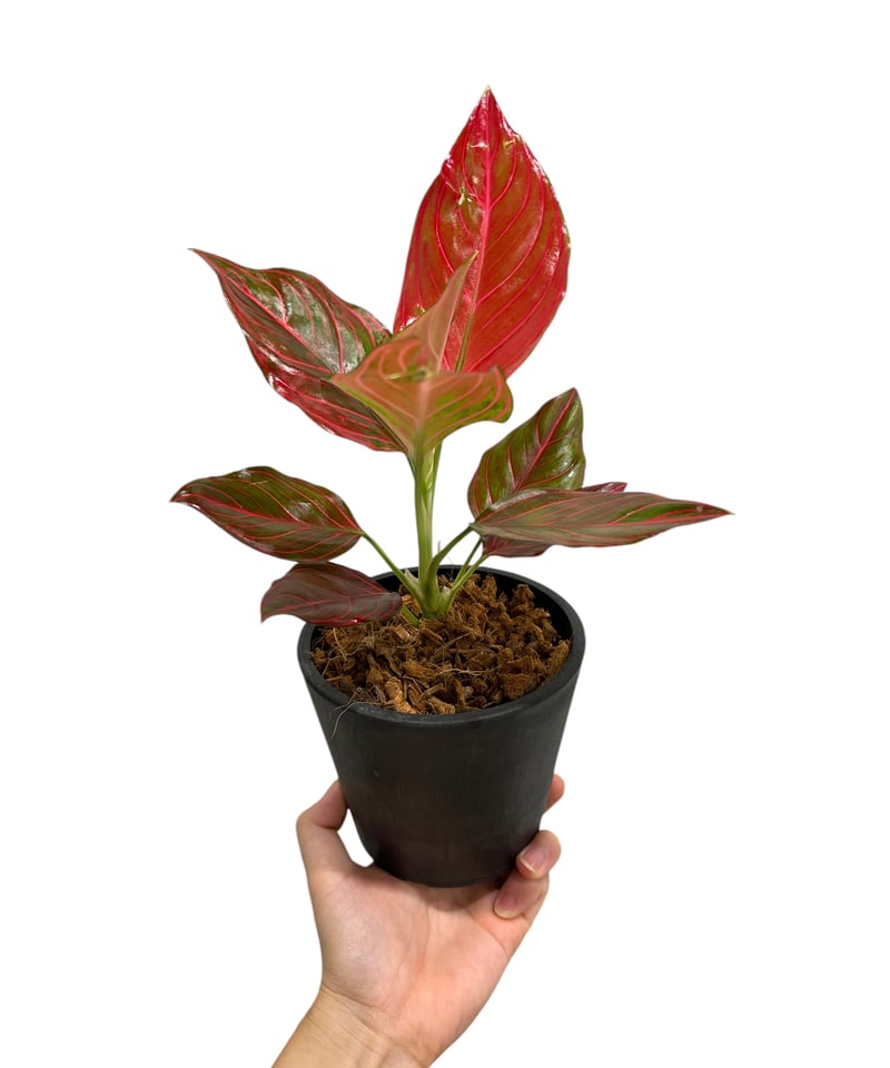 アグラオネマ アグラオネマ アンヤマニー ホワイト | GREEN LUCK