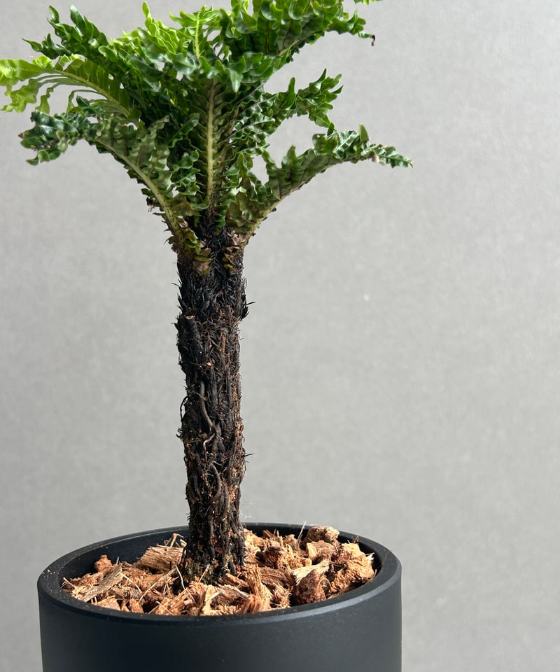 ブレクナム ギッバム ドワーフ 「Blechnum gibbum Dwarf 」67H | S