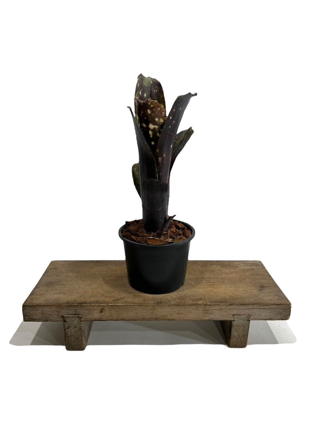 ビルベルギア エル ゾロ「Billbergia El Zoro」 | SHOUCHIKUEN