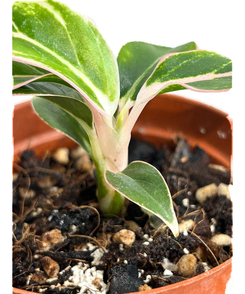 アグラオネマ ロータス デライト「Aglaonema Lotus Delight」5 アグラオネマ ロータス デライト「Aglaonema Lotus Delight」5