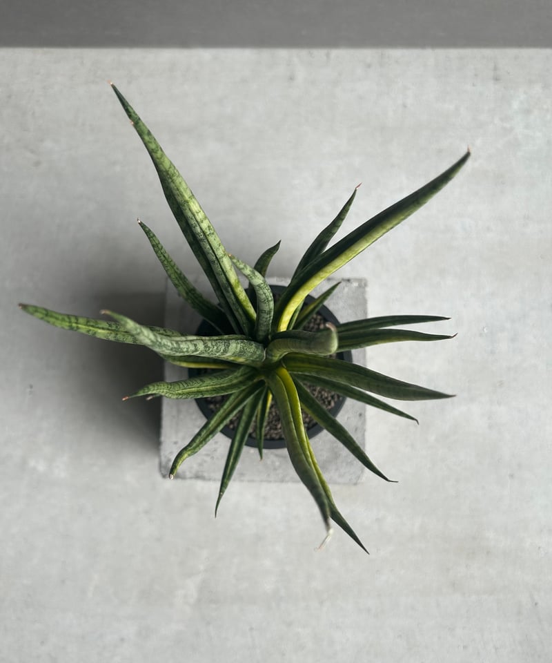 サンセベリア ブンルートーチ 斑入「Sansevieria Bunlue Torch Vari