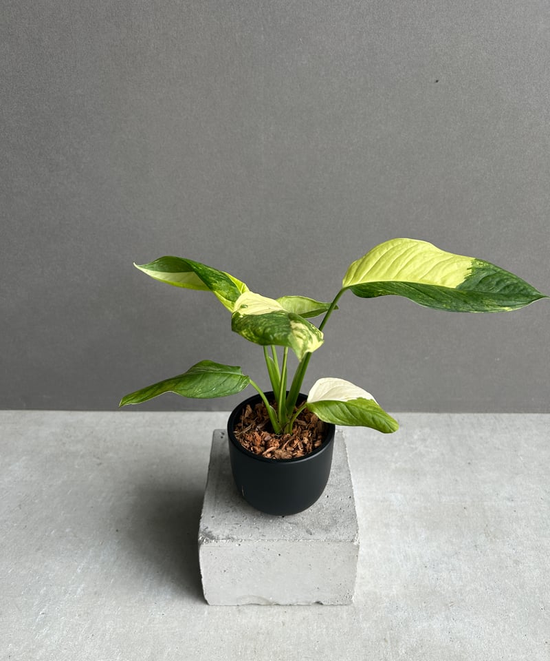 モンステラ オブリクア ムユナ 斑入「Monstera obliqua Muyuna vari