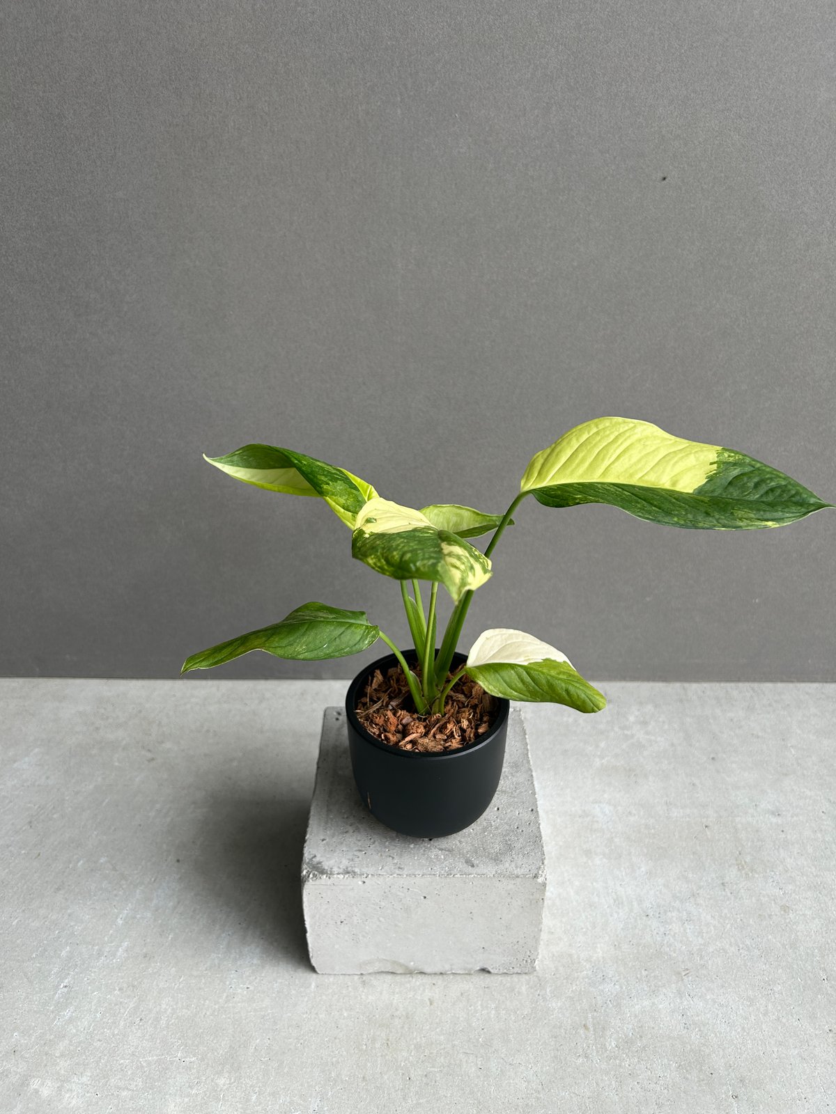 モンステラ オブリクア ムユナ 斑入「Monstera obliqua Muyuna vari