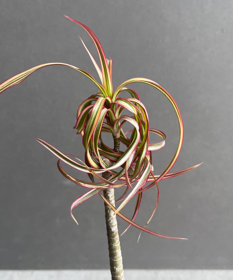 ドラセナ・キュンティー（Dracaena kuntii） ドラセナ キュンティー「Dracaena concinne tricolor Kuhnty」9